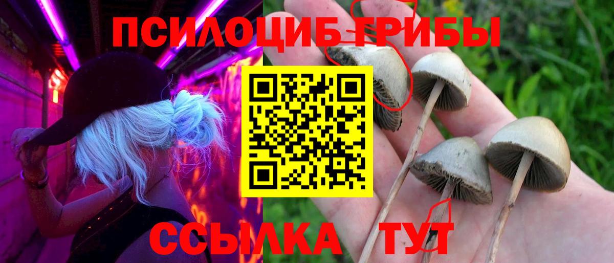 Галлюциногенные грибы Cubensis  Абакан 